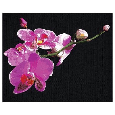 Картина по номерам на черном холсте ТРИ СОВЫ «Цветы орхидеи», 40×50, c акриловыми красками и кистями