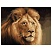 превью Картина по номерам на холсте ТРИ СОВЫ «Царь зверей», 40×50, с акриловыми красками и кистями